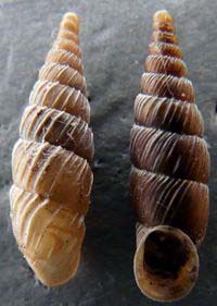 Tabella della Famiglia Clausilidae